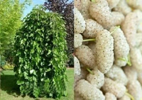 MORWA biała szczepiona na pniu Pendula - sadzonki 120 / 140 CM