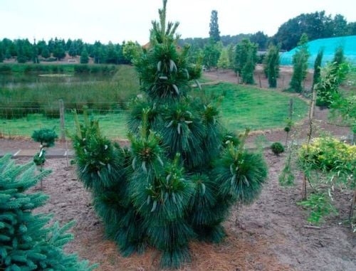 Sosna Schwerina Wiethorst 30-50cm C2 na Arena.pl