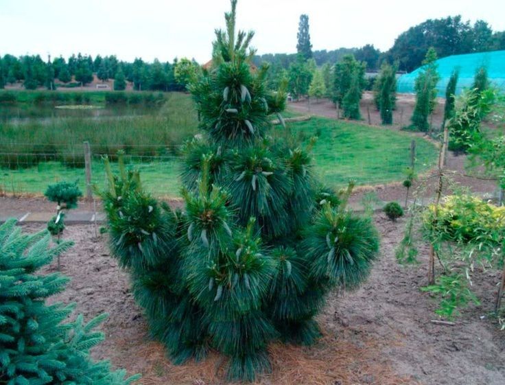 Sosna Schwerina Wiethorst 30-50cm C2 zdjęcie 2