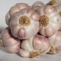 Czosnek Polski Lubasza 1kg ozimy MEGA KALIBER