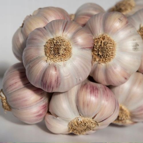 Czosnek Polski Lubasza 1kg ozimy MEGA KALIBER na Arena.pl