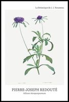 Plakat 61x91,5cm Design Allium Atropurpureum, Redoute Vintage do Salonu