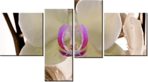 100 55CM OBRAZ 4 ELEM BIAŁY STORCZYK PŁÓTNO DRUK na Arena.pl