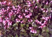 C2 KRZEWUSZKA CUDOWNA WEIGELA NANA PURPUREA