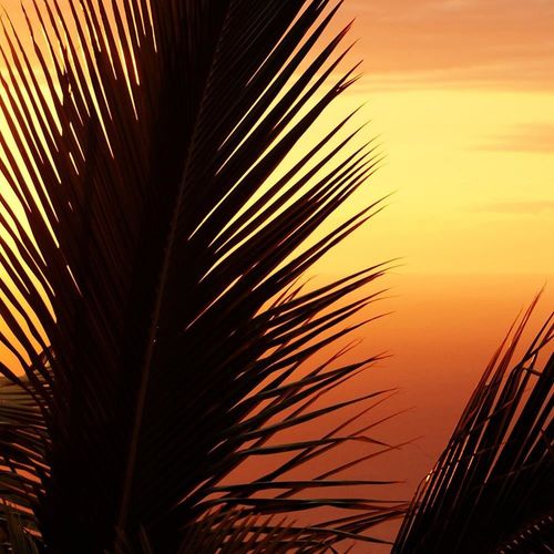 Deco Panel, Palma nad morzem 60x40 na Arena.pl