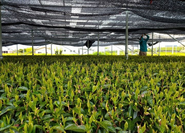 Herbata Zielona Matcha Japońska Bio 100g w Pięknej Tubie, Puszce na Prezent zdjęcie 2