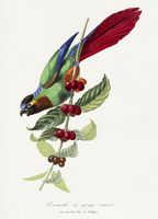 Plakat 13x18cm Papużka, Paul Gervais Vintage do Salonu