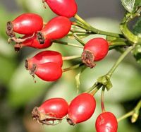 DZIKA RÓŻA Rosa canina NASIONA 5000 sztuk - 100g.