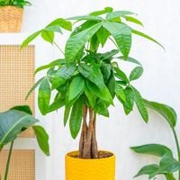 Pachira Aquatica DRZEWKO SZCZĘSCIA I Pieniędzy - Sekrety Feng Shui Dla