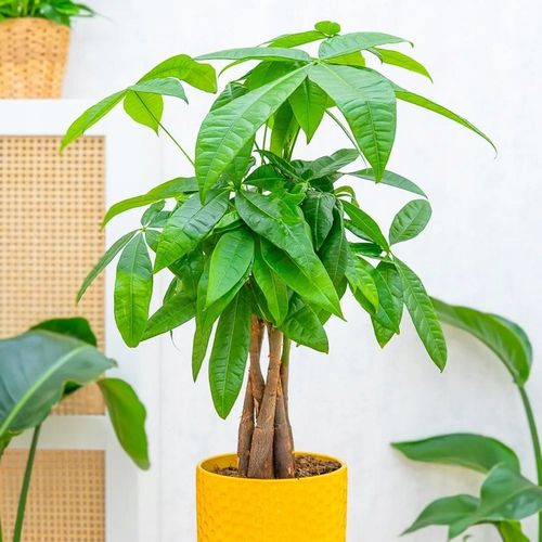 Pachira Aquatica DRZEWKO SZCZĘSCIA I Pieniędzy - Sekrety Feng Shui Dla na Arena.pl