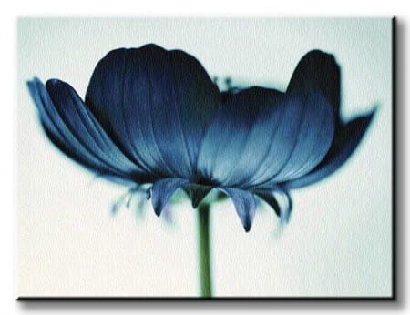 Japanese Anemone - Obraz na płótnie 80x60 cm na Arena.pl