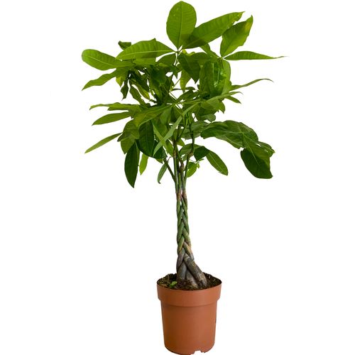 PACHIRA WODNA 110 cm na Arena.pl