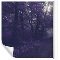 Fototapeta Magiczny Las Drzewa Natura do Salonu 315x210