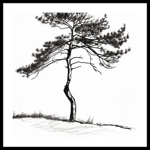 Plakat 40x40cm Samotna Sosna na Arena.pl