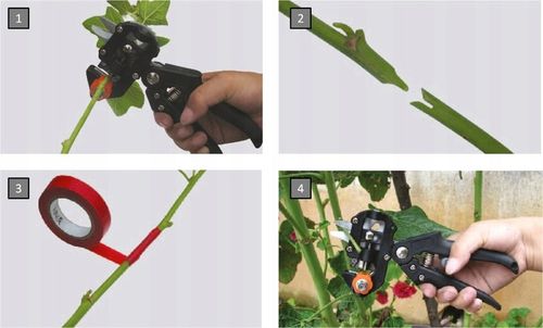 SEKATOR NOŻYCOWY NOŻYCE DO SZCZEPIEŃ OKULIZACJI DRZEW TAŚMA GRATIS na Arena.pl