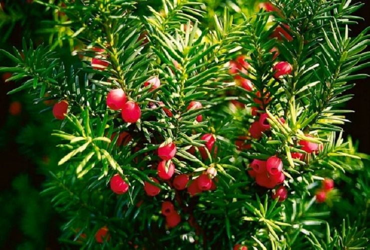 Cis pospolity Sadzonki TAXUS BACATA żywopłot  30-50cm zdjęcie 2