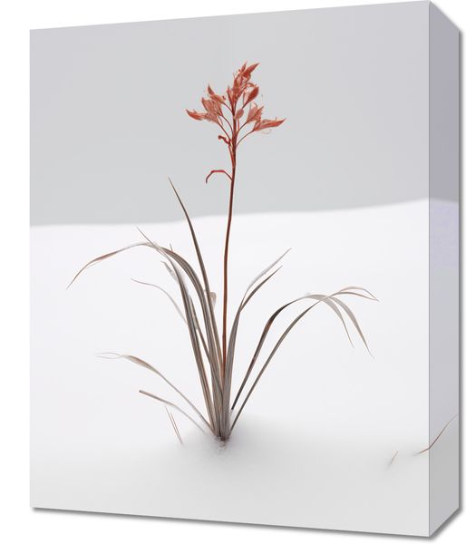 Obraz 40x50cm Subtelność Natury zdjęcie 1