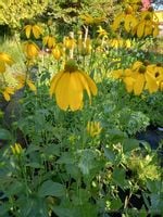 Rudbekia okazała bylina na wysoką rabatę i kwiat cięty