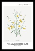Plakat 20x30cm Design Broom Flower, Redoute Vintage do Salonu