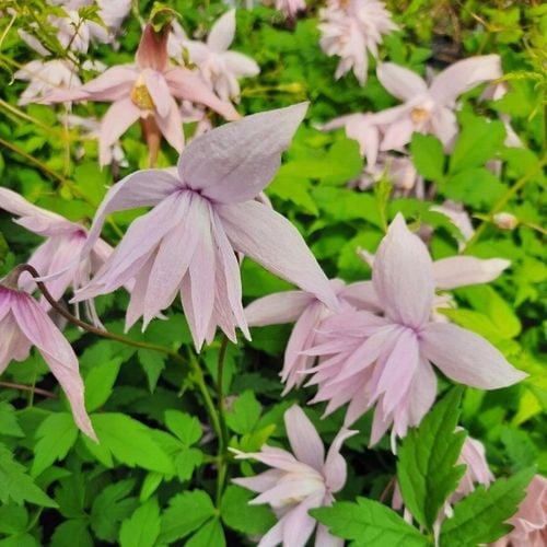 Clematis botaniczny MARKHAM'S PINK POWOJNIK najobficiej kwitnie 1L na Arena.pl