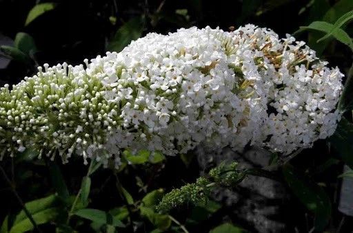 Budleja biała White Profusion C2 na Arena.pl