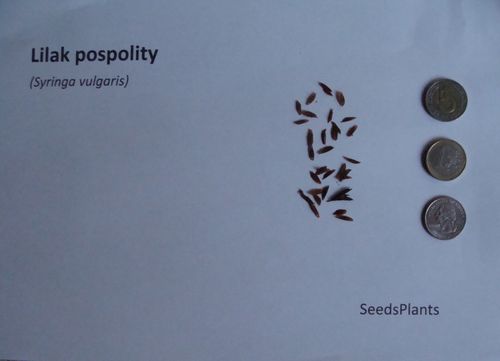 LILAK POSPOLITY Syringa vulgaris NASIONA 1600 sztuk - 10g. na Arena.pl
