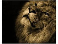 40X50CM ZŁOTY LEW OBRAZ