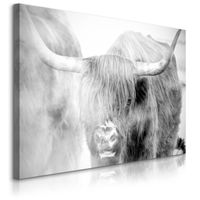 Obraz Na Płótnie Krowa Szkocka Krajobraz We Mgle Zwierzęta 90cm x 60cm