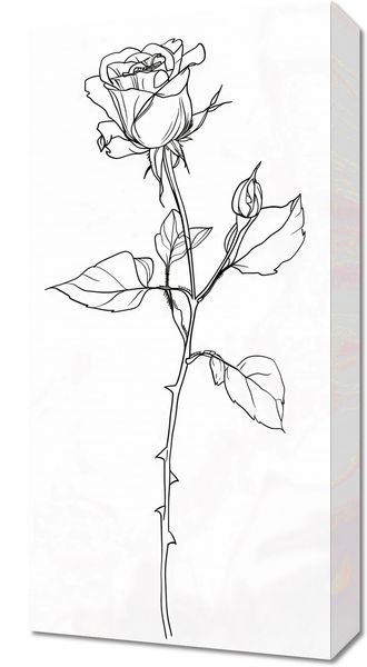 Obraz 30x60cm Kontur Róży zdjęcie 1