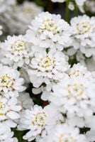 Ubiorek wieczniezielony Appen Etz-Idealny na murki, skalniaki i rabaty