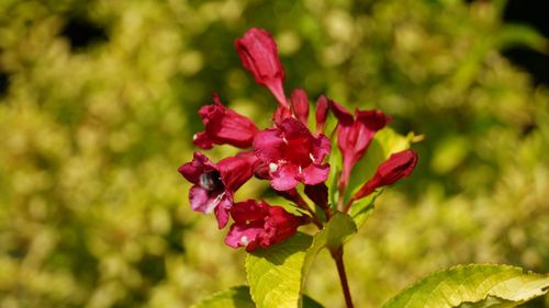 Krzewuszka cudowna 'Red Prince' (Weigela florida) Doniczka 2.0L na Arena.pl