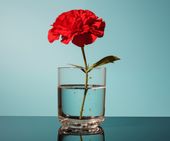 Plakat 60x50cm Kwiat w Szkle