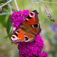 Budleja Dawida 'Royal Red' (Buddleja davidii) Doniczka 2.0L