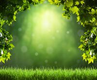 FOTOTAPETA WIDOK KRAJOBRAZ TRAWA POLANA LIŚCIE