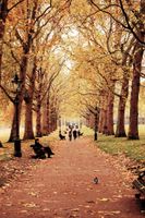 FOTOTAPETA MIASTO PARK NATURA JESIEŃ