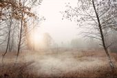 Fototapeta Las we Mgle Łąka NATURA do Salonu 368cm x 254cm