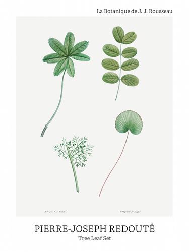 Plakat 60x80cm Design Tree Leaf Set, Redoute Vintage do Salonu na Arena.pl