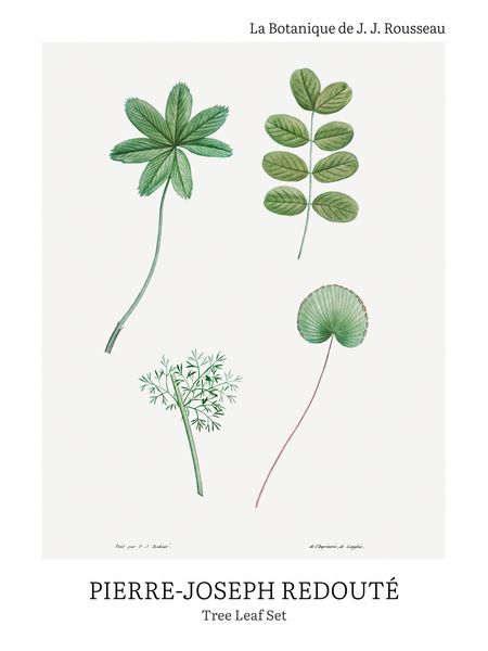 Plakat 60x80cm Design Tree Leaf Set, Redoute Vintage do Salonu zdjęcie 2