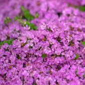 Macierzanka piaskowa (Thymus serpyllum)
