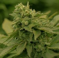 FEMINIZOWANE NASIONA CBD AUTOMAT MIDWEST 3 SZT