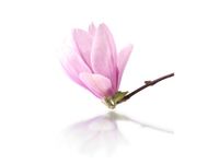 40X50CM GAŁĄZKA MAGNOLII OBRAZ