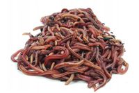 Dżdżownice kalifornijskie dendrobena veneta 300g