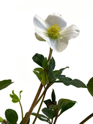 CIEMIERNIK Helleborus 30 cm na Arena.pl
