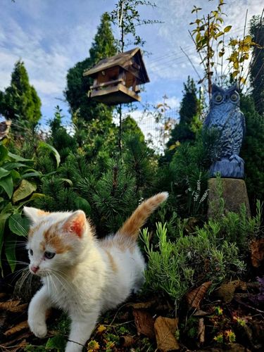 Drewniany KARMNIK XXL DLA PTAKÓW Solidny karmik opalane drewno na Arena.pl