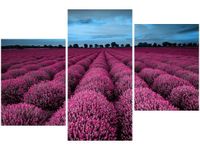 OBRAZ LAWENDOWY NCUSKI KRAJOBRAZ