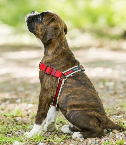 Szelki treningowe dla psa typu easy walk, ODBLASKI na Arena.pl