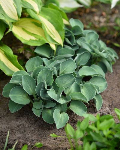 Funkia Blue Mouse Ears - Hosta hybrid na Arena.pl