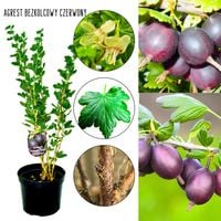 Agrest bezkolcowy czerwony odporny KRZEW 40–80 cm