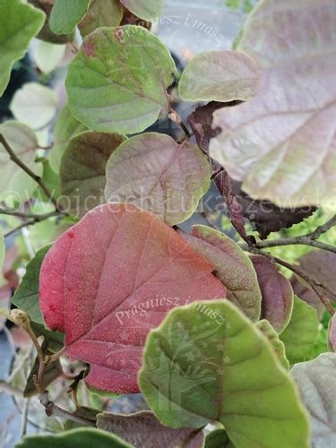 Fotergilla mieszańcowa Beaver Creek jesienne wybarwienie na Arena.pl