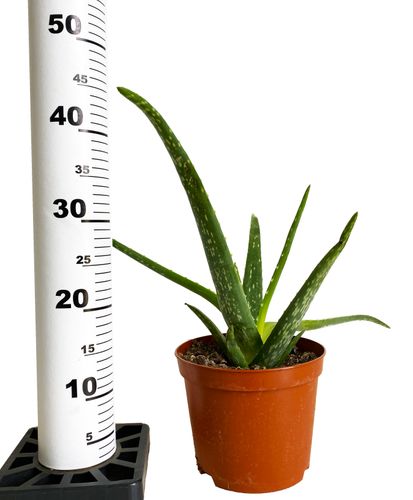 Aloes ALOE VERA 45 cm na Arena.pl